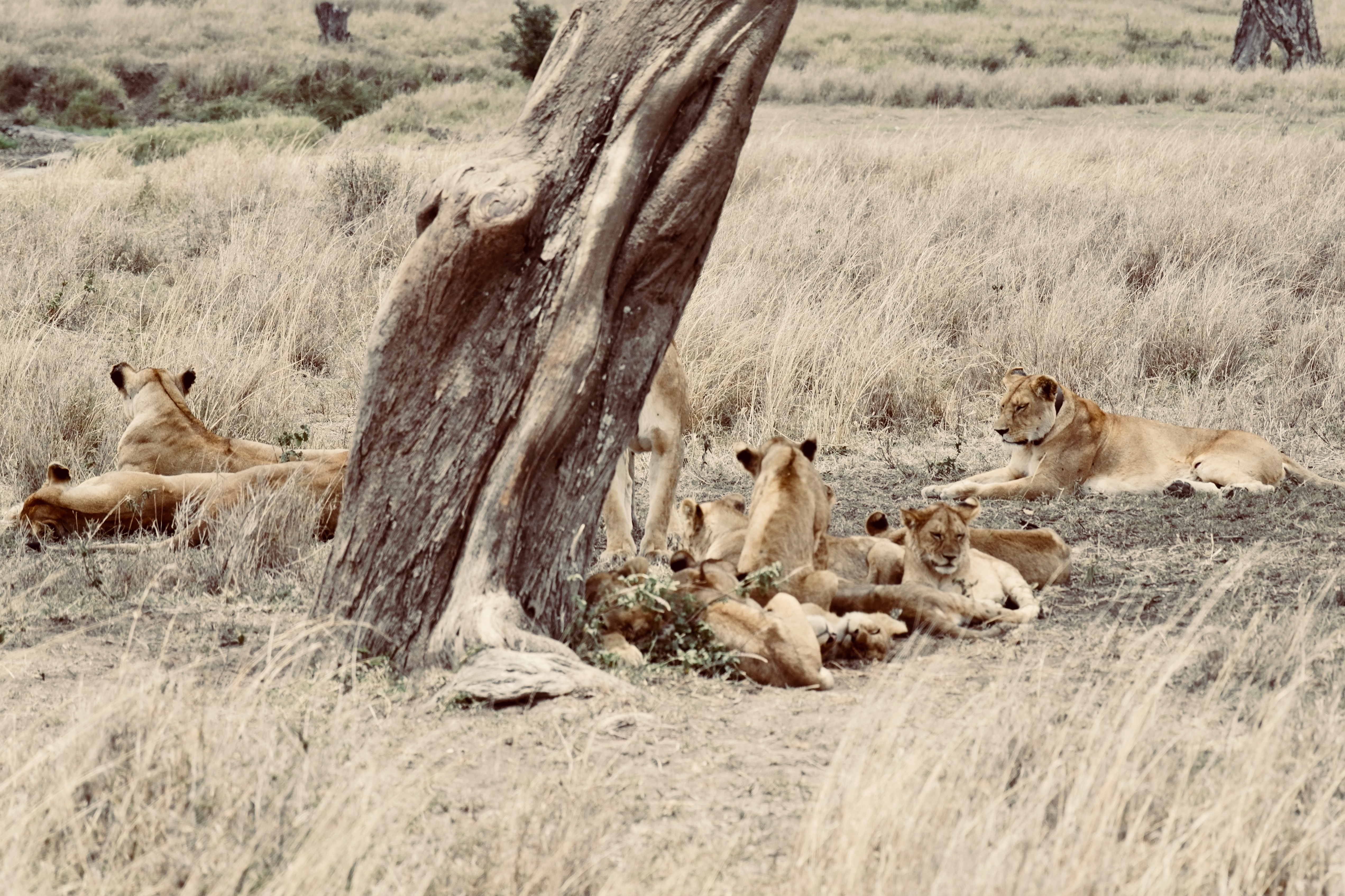 Uganda-Kenya Safari